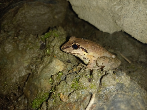 W Rainfrog
