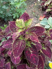 Coleus scutellarioides