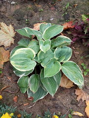 Hosta