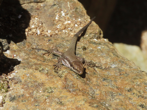 Troodos Rock Lizard, Phoenicolacerta troodica