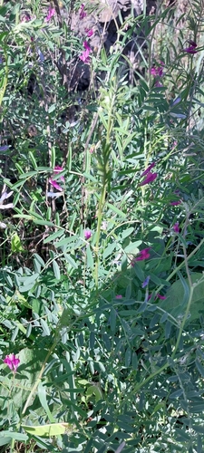 Image of Vicia monantha by no rights reserved