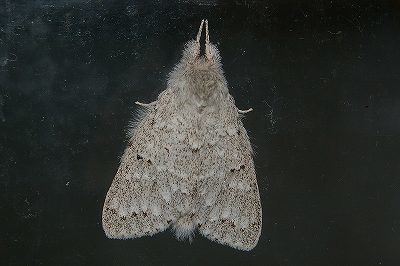 Cnethodonta grisescens
