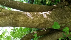 Fraxinus berlandieriana
