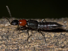 Paederus cruenticollis
