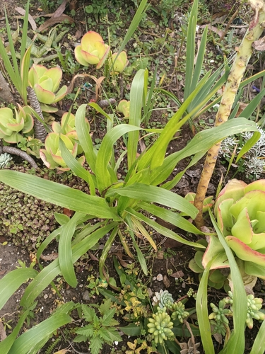 Sorghum × almum iNat (1)