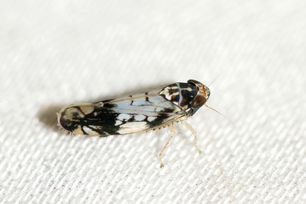 Scaphoideus obtusus