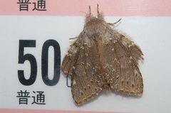 Stauropus fagi persimilis