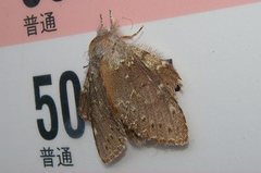 Stauropus fagi persimilis