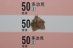 Stauropus fagi persimilis