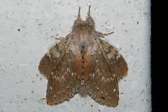 Stauropus fagi persimilis