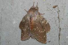 Stauropus fagi persimilis
