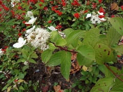 Hydrangea