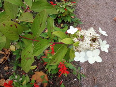 Hydrangea