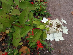 Hydrangea