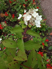 Hydrangea