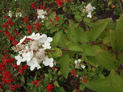 Hydrangea
