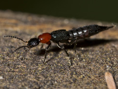 Paederus cruenticollis