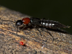 Paederus cruenticollis