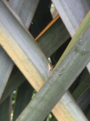 Leucauge argyrobapta