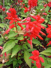 Salvia splendens