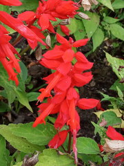 Salvia splendens
