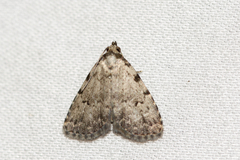 Dyspyralis puncticosta