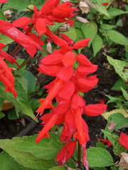 Salvia splendens