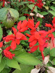 Salvia splendens
