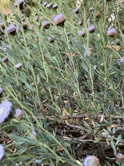 Globularia alypum