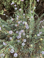 Globularia alypum