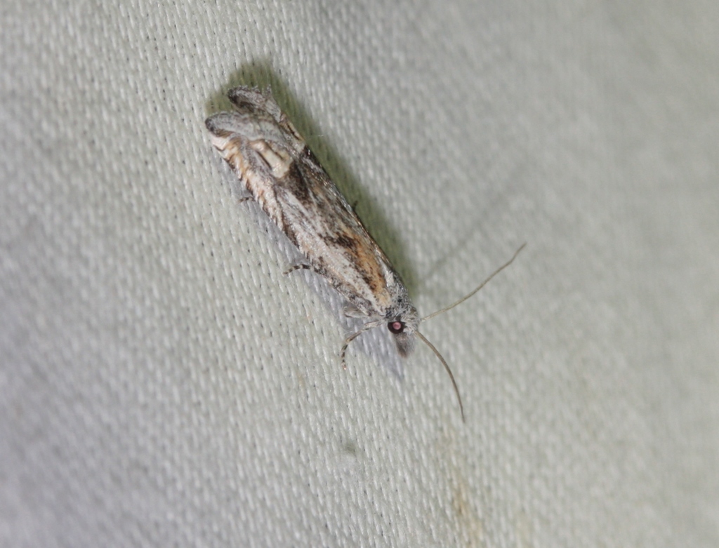 Eucosma tenuiana