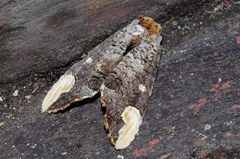 Phalera angustipennis