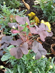 Oxalis stricta rufa