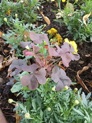 Oxalis stricta rufa