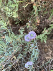 Globularia alypum
