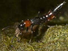 Paederus cruenticollis