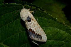 Phalera flavescens