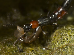Paederus cruenticollis