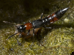 Paederus cruenticollis