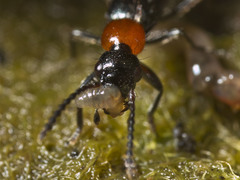 Paederus cruenticollis