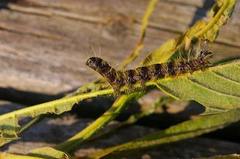 Phalera flavescens