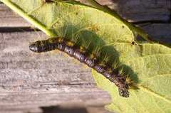 Phalera flavescens