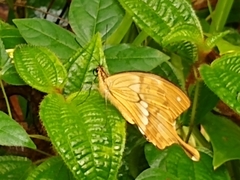 Papilio dardanus