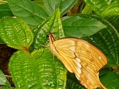 Papilio dardanus