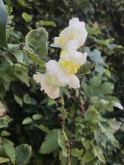 Antirrhineae