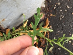 Jacobaea vulgaris
