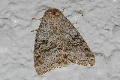 Mesophalera