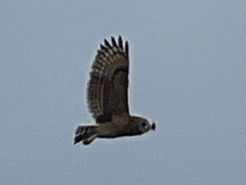 Marsh Owl (Asio capensis)