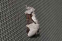 Wilemanus bidentatus