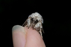 Wilemanus bidentatus